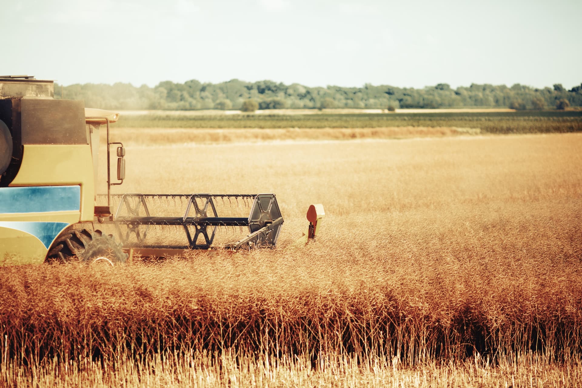 A combine harvester working through a golden crop field under a clear sky